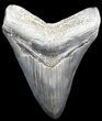 Collector Quality Megalodon Tooth - Georgia #34639-2